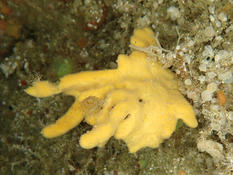 Eponge jaune Ouessant