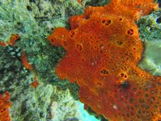 Eponge mahoraise