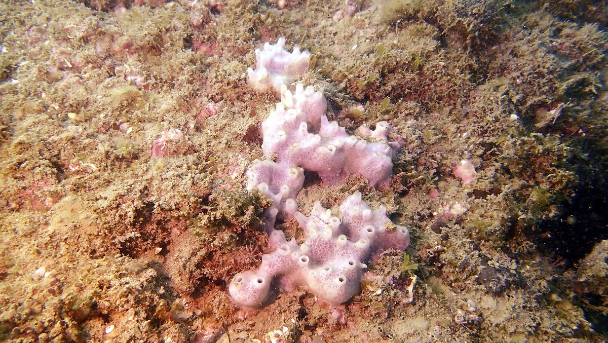 Eponge mie de pain ?