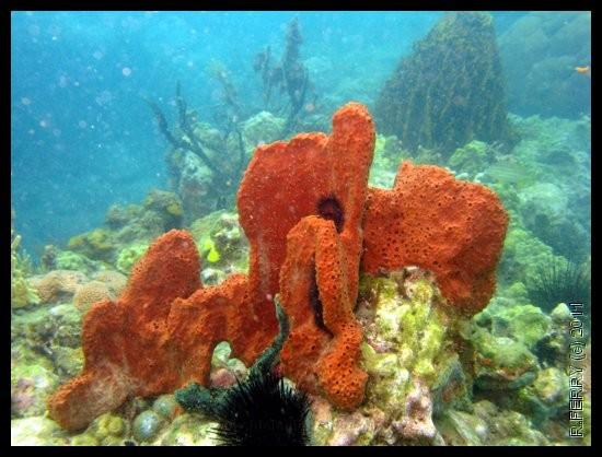 Eponge muraille ? (caraïbes)