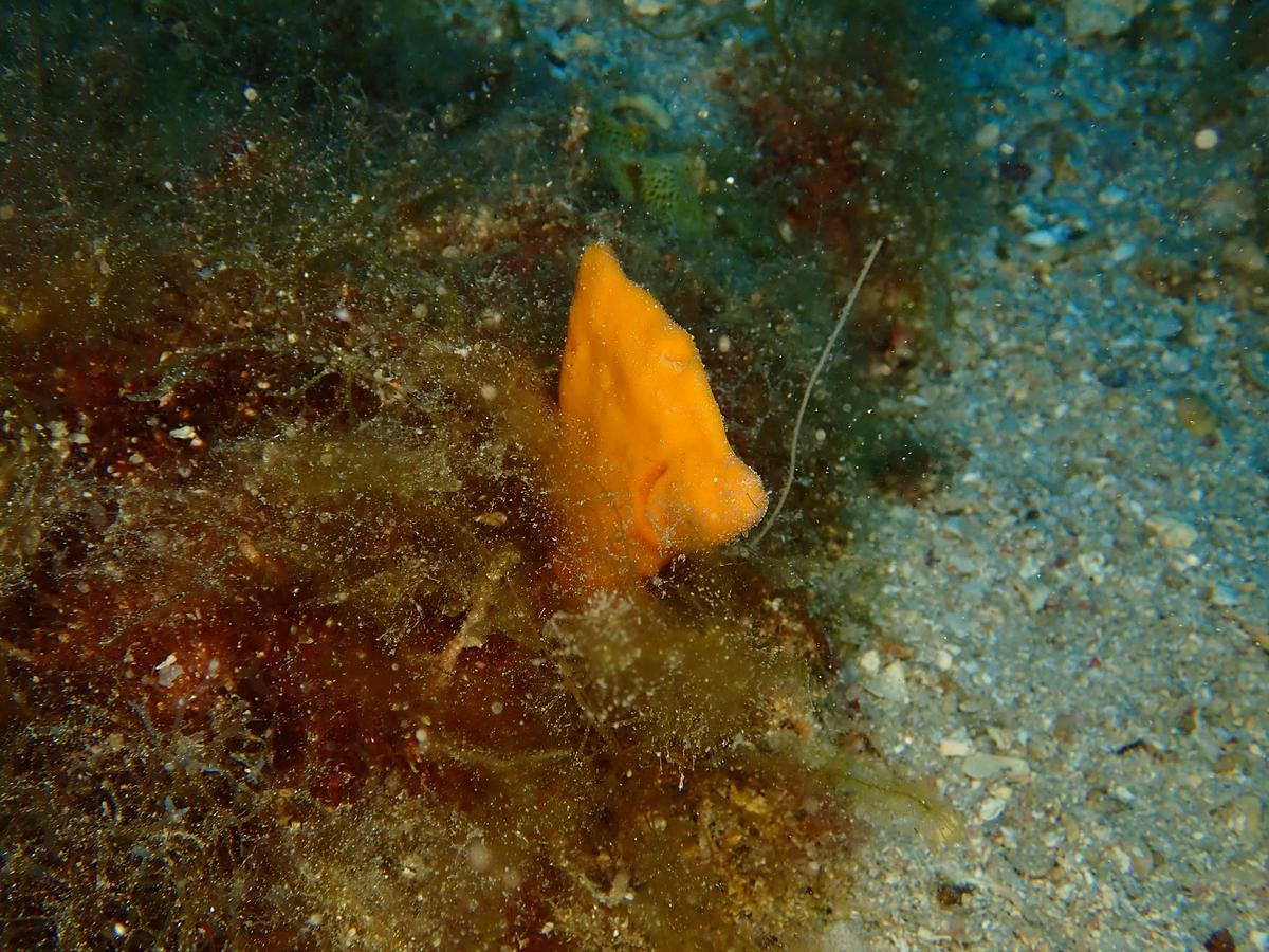 Éponge mystère ? (Mediterranée)