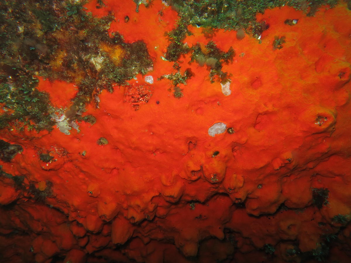 <p>Et celle là, prise aux Açores, ça serait aussi <strong><em data-redactor-tag="em">Batzella inops </em></strong>?</p>