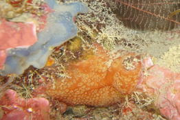 Eponge orange