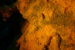 Eponge orange