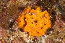 Eponge orange de Méditerranée