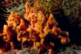 Eponge orange (Hérault)