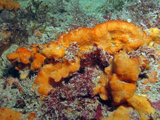 eponge orange massive
