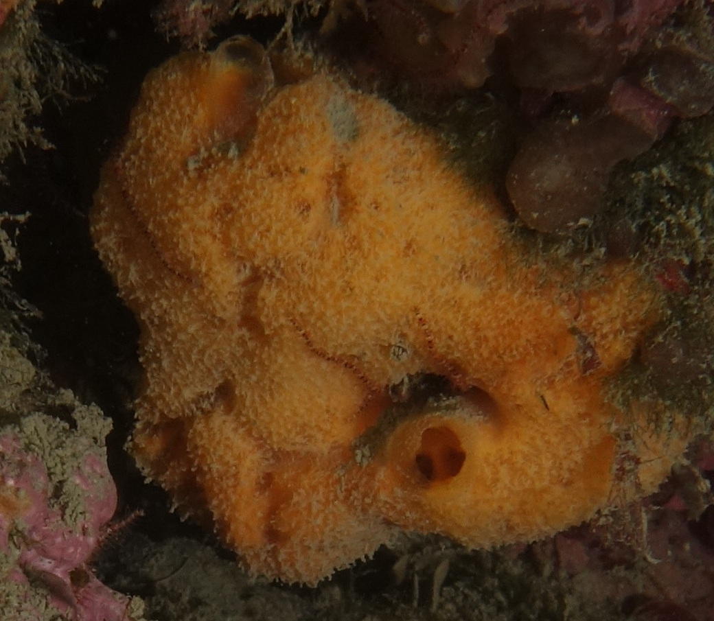 Eponge orange ridée