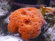 éponge orange-rouge identification ?