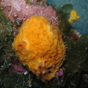 Eponge orange, son nom ?