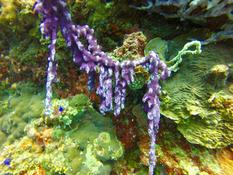 Eponge ou corail????