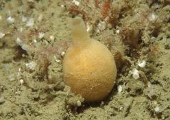 Eponge Quasillina brevis en Bretagne