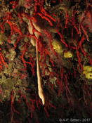 Éponge reproduction