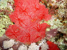 Eponge ressemblant à Crambe crambe mais en mer rouge