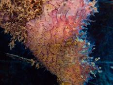 Eponge rosée  visqueuse à spongine violette (caraïbes)