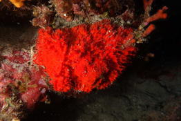 Eponge rouge à confirmer