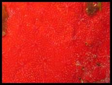 Eponge rouge à étoile fine (caraïbes)
