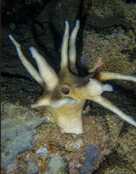 <p>Je ne saurai pas le confirmer, mais la description de Petrosia ficiformis correspond sur certains point à cette éponge. Cette forme ramifiée éta...