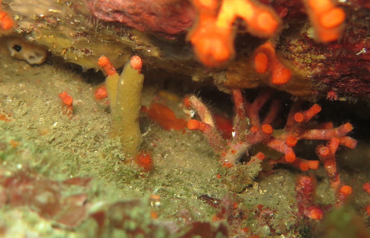 Eponge sur Faux corail ?