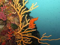 Eponge sur gorgone (Cassis)