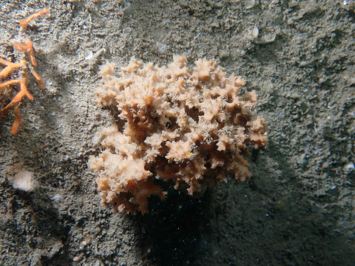 Eponge très épineuse ? (Ouessant - Finistère)