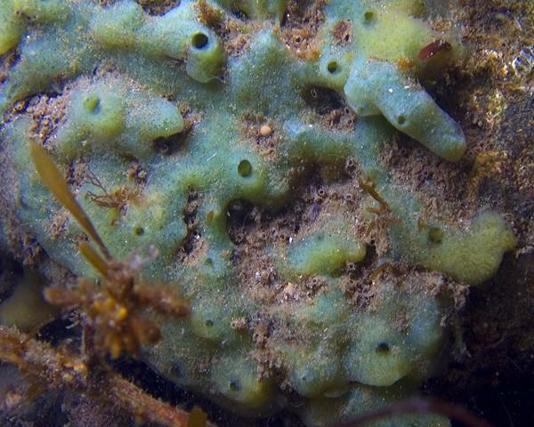 Parfois Halichondria panicea vit en symbiose avec une algue unicellulaire et a une couleur vert pistache. Voici H. panicea de Zélande, ou elle est...