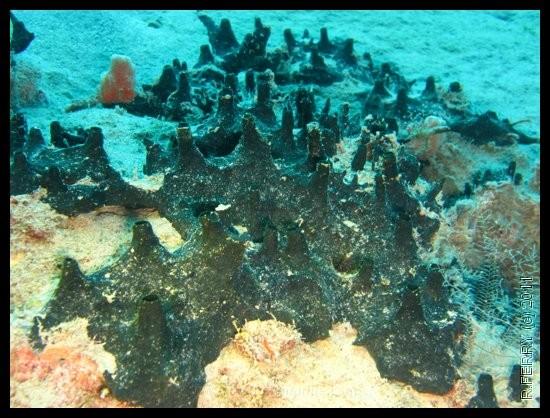 <a href="http://biologiemarine.com/00001/eponge%20volcan%20vert%20sombre/" target="_blank">TOUTES LES PHOTOS DES DIFFERENTS MORPHOTYPES.</a><br />P...