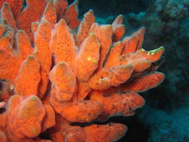 Spirastrella cunctatrix peut-être?Le mien c'est de la Mer Rouge.