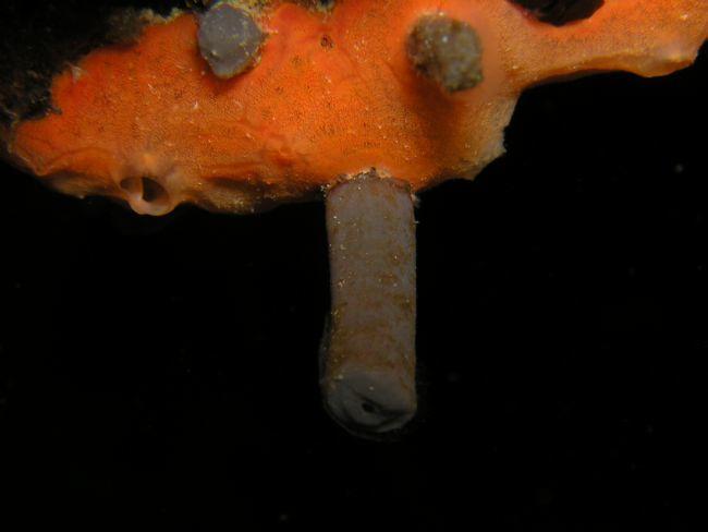 Je ne sais pas si ça peu aider, une photo macro du tube avec le trou à son extrémité.<br />Ont trouvent vraiment de tout et de toutes les formes da...