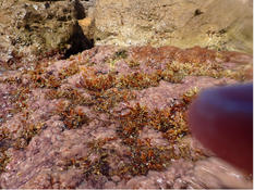 ERICARIA AMENTACEA ou CYSTOSEIRA COMPRESSA