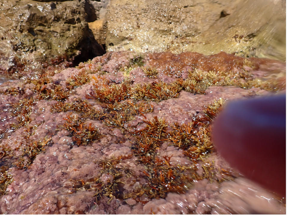 ERICARIA AMENTACEA ou CYSTOSEIRA COMPRESSA