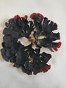 Erythroglossum?