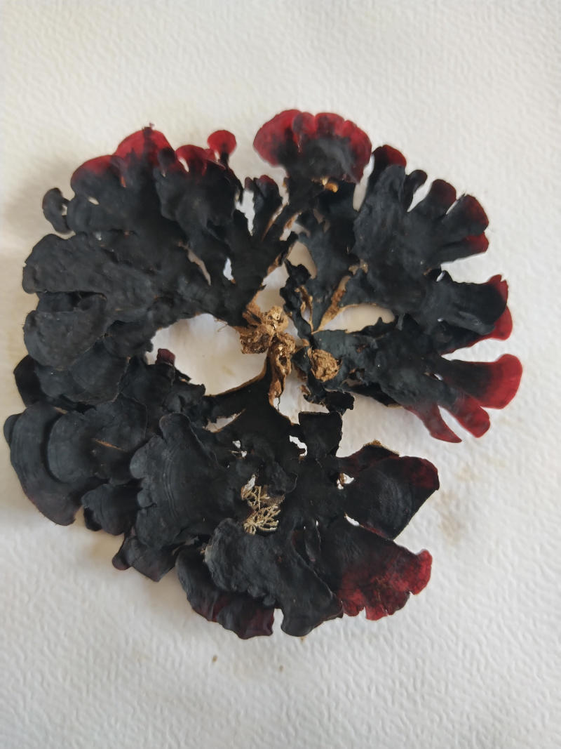 Erythroglossum?