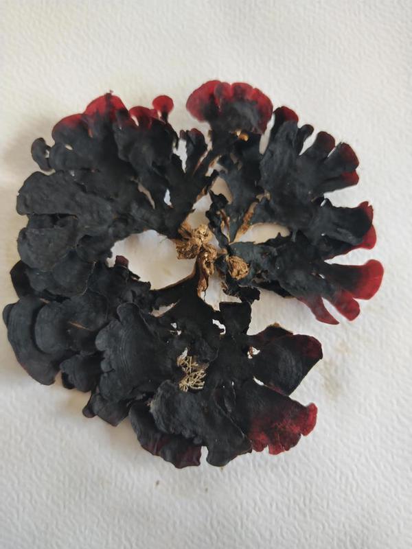 Erythroglossum?