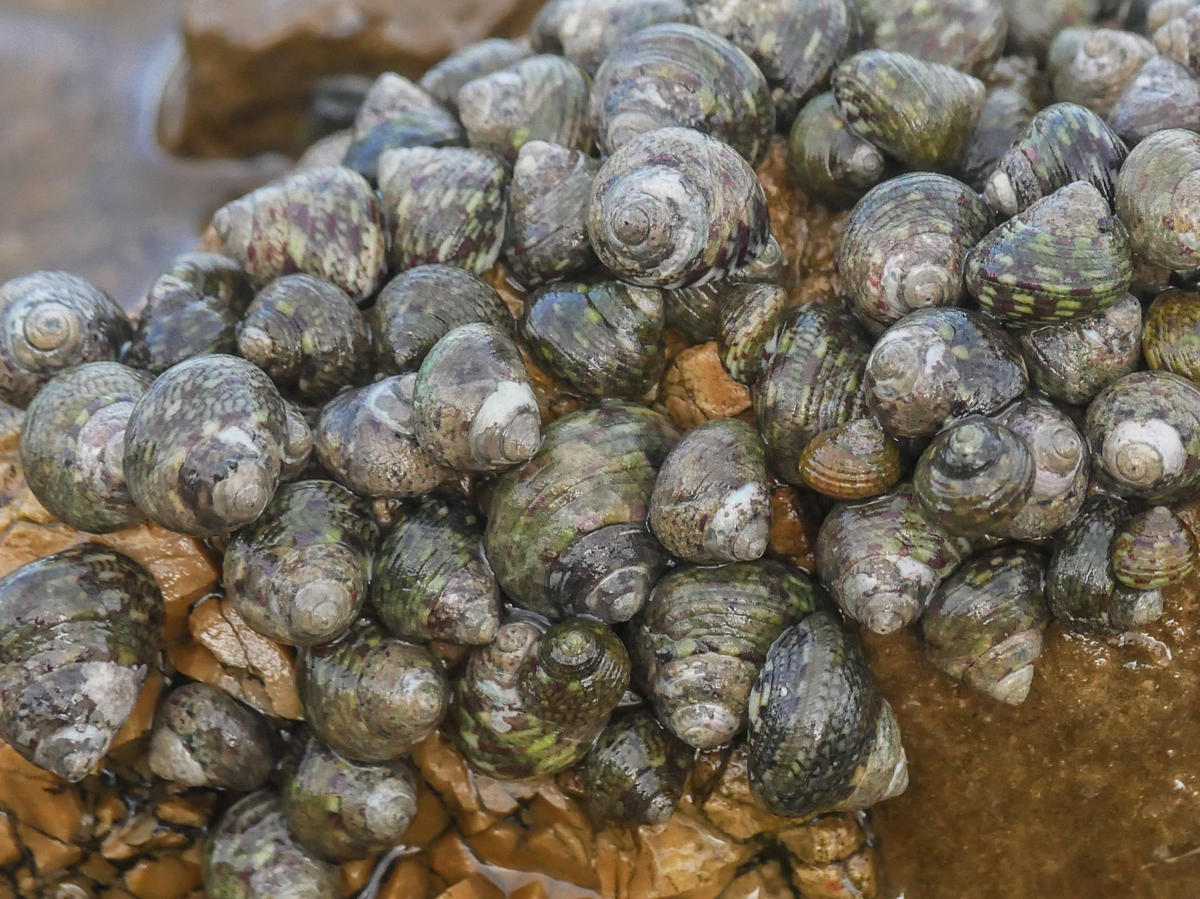 Escarcots marins agglutinés