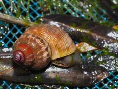 Escargot d'eau douce