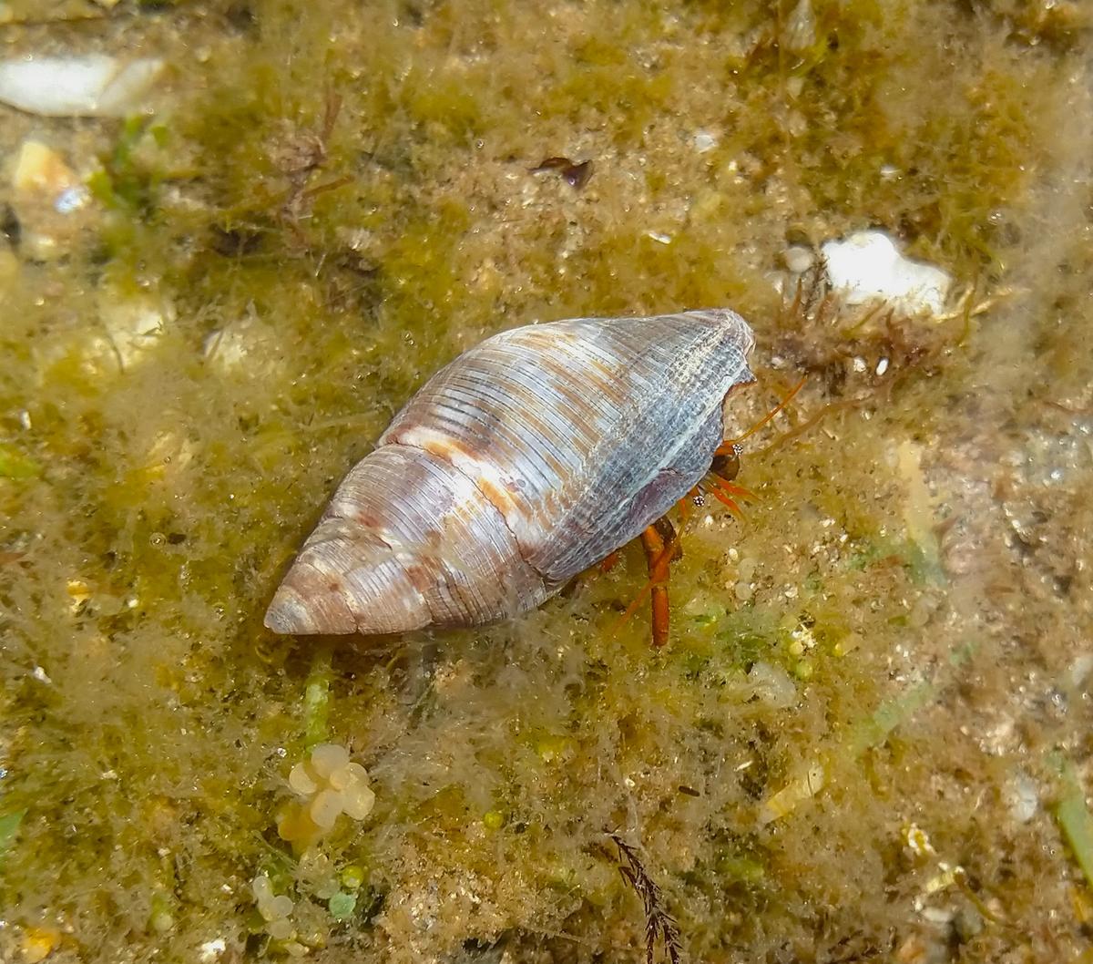 <p>Bonsoir,</p><p>voici une coquille un peu plus grande (2 cm) et de coloration différente. Et avec un vacancier locataire.</p><p>Il me semble qu'i...