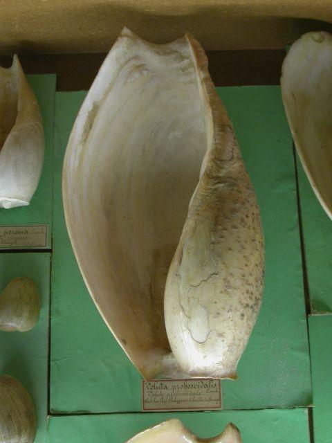 Bonjour,<br />je pense à un Volute  : <em>Voluta sp.</em><br />photo jointe : <em>Voluta proboscialis</em> , vu au Musée Histoire Naturelle de Nant...
