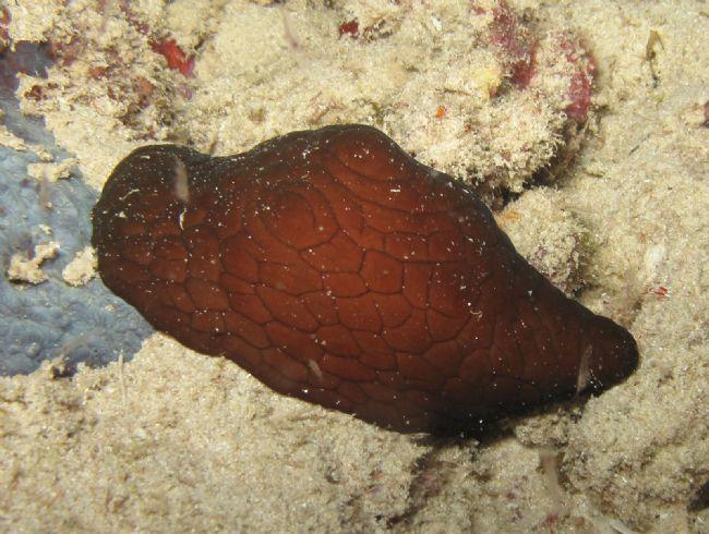 Ce n'est pas du corail mais un mollusque que j'ai identifié comme <em>Coriocella sp</em> à défaut de mieux. Je joins également une photo de Mayotte