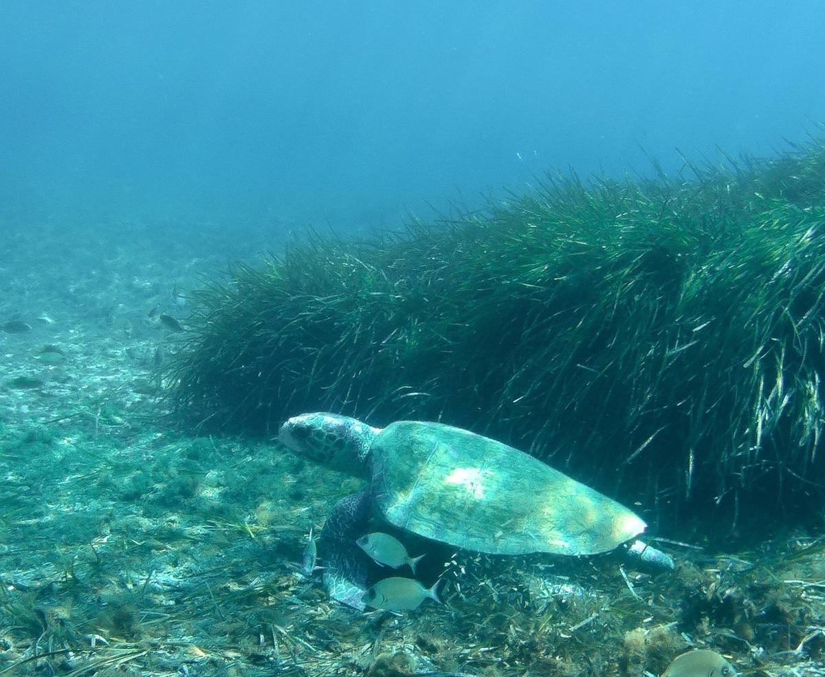 Espèce de tortue marine 