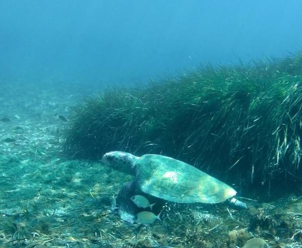 Espèce de tortue marine 