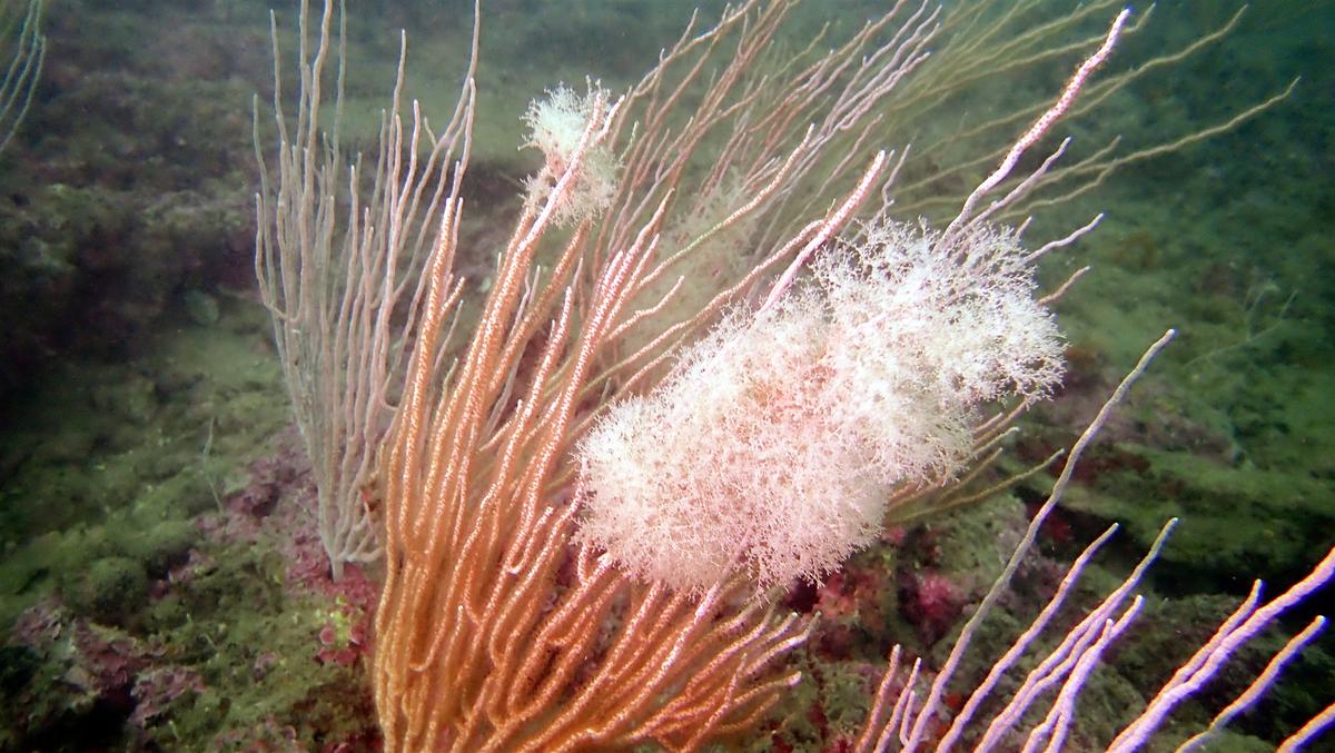 Espèce inconnue sur une gorgone blanche ?