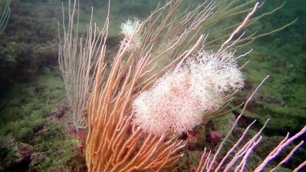 Espèce inconnue sur une gorgone blanche ?