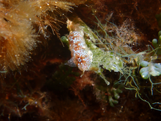 Espèce non identifiée de Port Cros