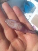 Espèce numéro 3: Petit poisson régurgité par une roussette (Scyliorhinus canicula)