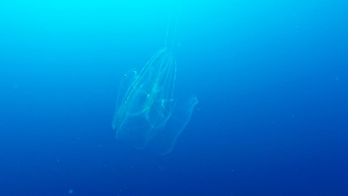 espece ressemblant a une méduse