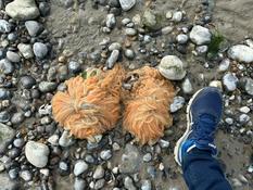 Espèces à identifier sur la plage du Hourdel