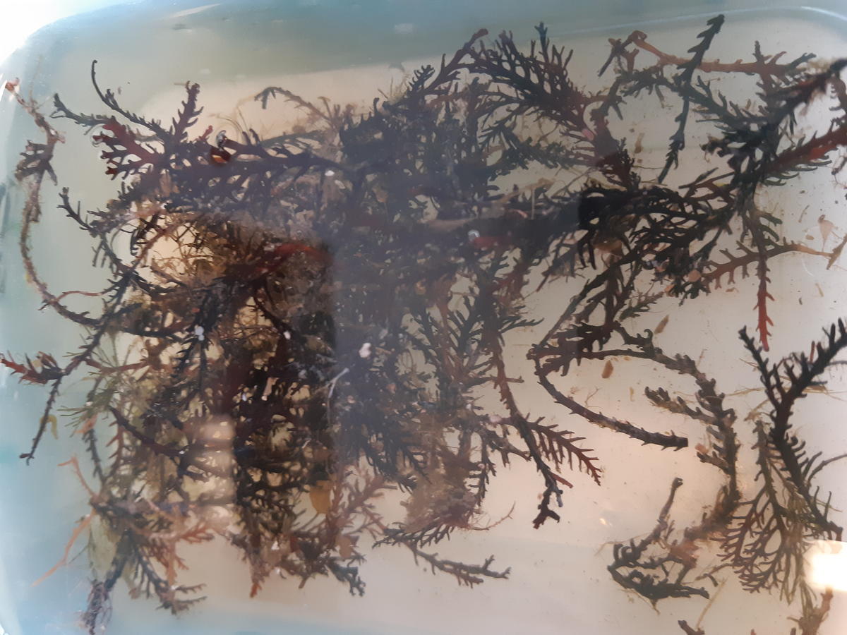 Espèces algues rouges / brunes ? 