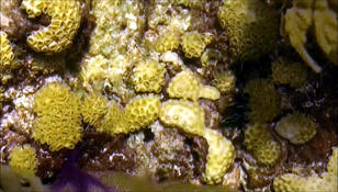 Especie de coral... Favia fragum? 