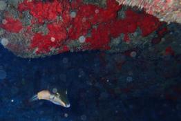 est-ce bien un canthigaster bicolore (Canthigaster smithae) ? Réunion